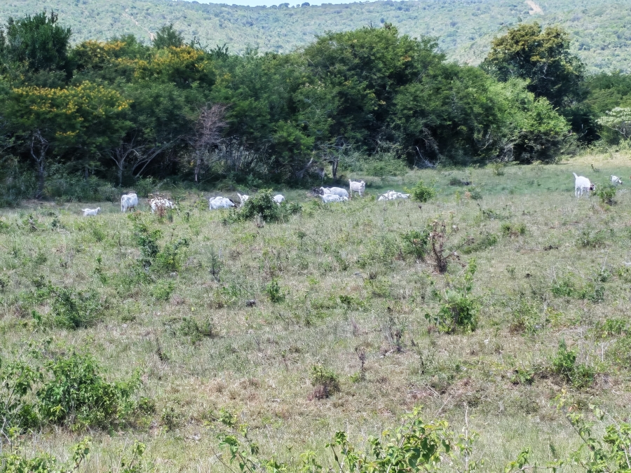 3 Bedroom Property for Sale in Komga Rural Eastern Cape